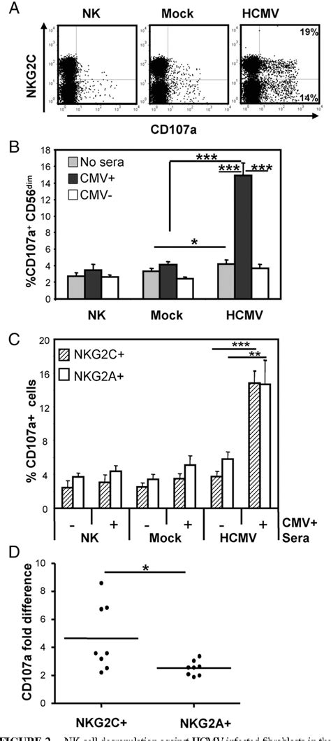 Figure From Cytomegalovirus Nk Cells Against Human Bright Antibody