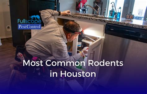 Most Common Rodents Found in Houston - FullScope Pest Control