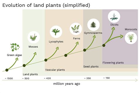 When Plant Roots Learned To Follow Gravity SciGlow All Science News