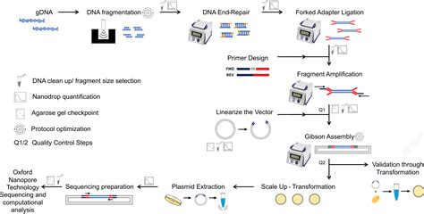 Figure 1 Diagram Of Genome Wide Library Preparation Protocol And