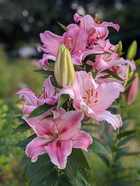 Lily Lilium Cameleon In The Lilies Database