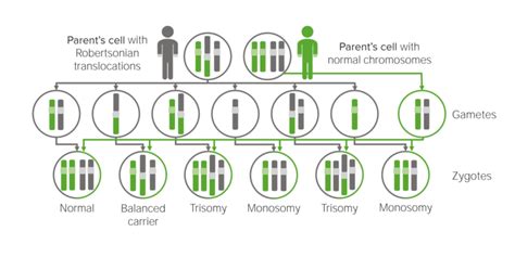 Patau Syndrome (Trisomy 13) | Concise Medical Knowledge