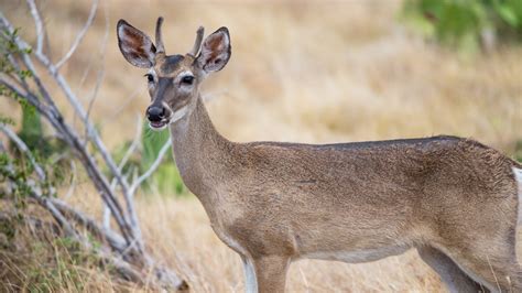 Why Do Female Deer Sometimes Grow Antlers Meateater Conservation