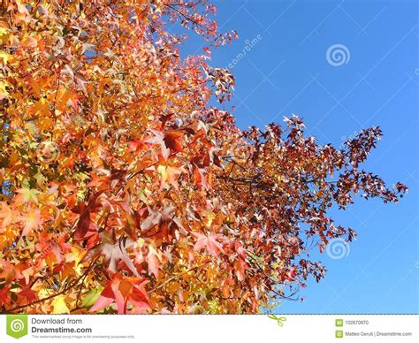 American Sweetgum, in Fall Season with Its Red, Orange and Yellow ...