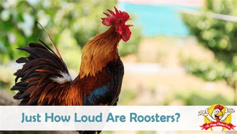 How To Sex Chickens 5 Methods To Determine Hen Or Rooster