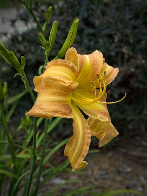 Hemerocallis Sand Witch Ww Daylily D Hemerocallis S Flickr