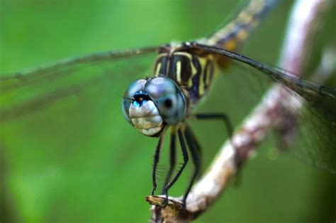 Ordo Odonata Stock Photos Royalty Free Ordo Odonata Images Depositphotos