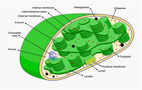 Collection Of Free Chloroplast Drawing Diagram Download Dna In