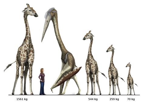 Ultrasaurus Size Comparison