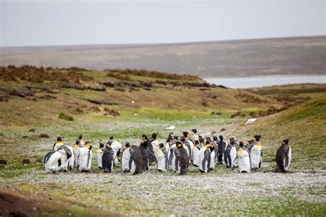 Dos Donts When You Travel To The Falkland Islands Laptrinhx News