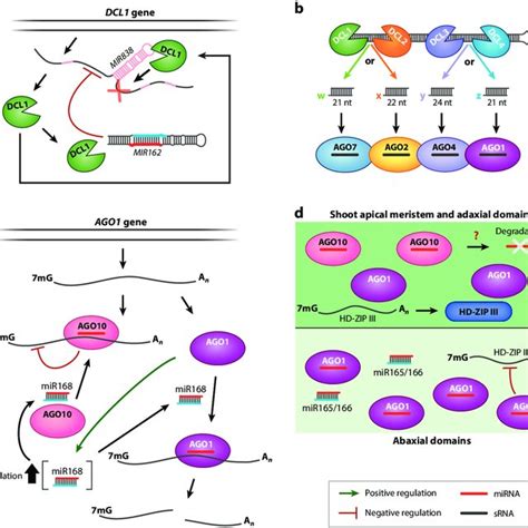 Transcriptional Gene Silencing And DNA Associated Small RNA SRNA