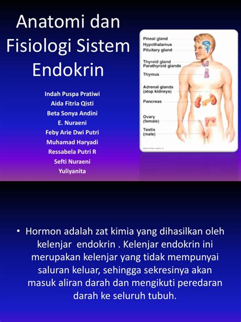 PDF Anatomi Dan Fisiologi Sistem Endokrin DOKUMEN TIPS