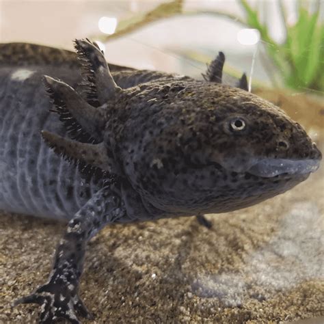 Axolotl Dartmoor Zoo