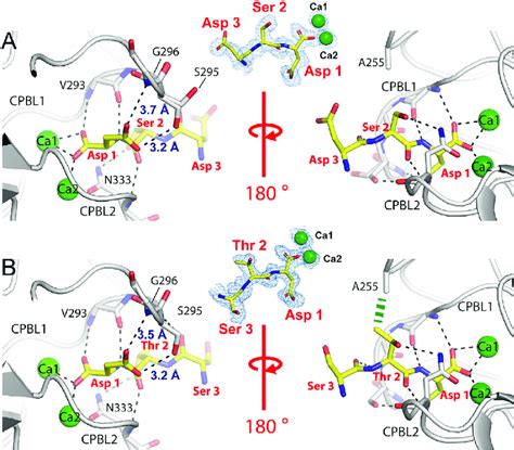 Protein Peptide Binding Interfaces Revealed By X Ray Crystallography