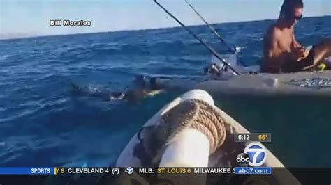 Hammerhead Shark Rams Bites Kayak Off Socal Coast Abc7 San Francisco