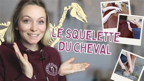 Le Squelette Du Cheval Ce Qu On Devrait Vraiment Savoir Depuis Le