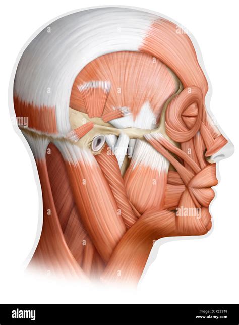 Musculos Cabeza