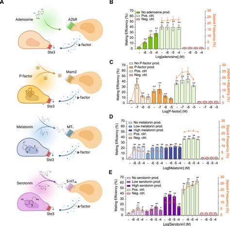 Heterologous Gpcrs Support Semi Synthetic Yeast Mating A Schematic