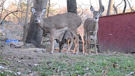 Wee Deer In My Yard Youtube