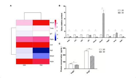 Expression Of Angiogenesis Related Genes Of 2d And 3d Cultured