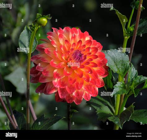 Jewel Dahlia In The Garden Stock Photo Alamy