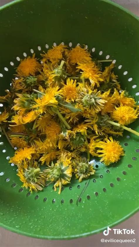 Diy How To Make Dandelion Oil And All Of The Benefits Artofit