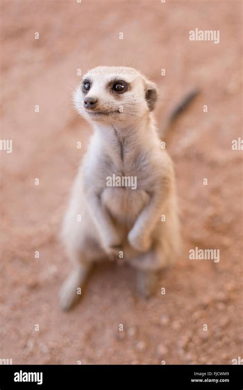 An Inquisitive Meerkat In The Kalahari Stock Photo Alamy