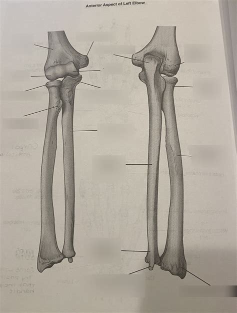 Left Elbow Diagram Quizlet