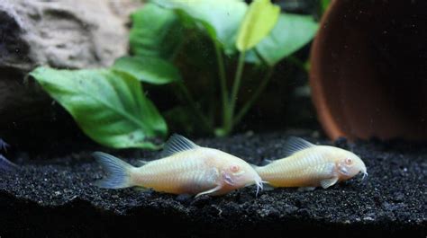 Albino Cory Catfish – What You Should Know - AllAquariumFish.com