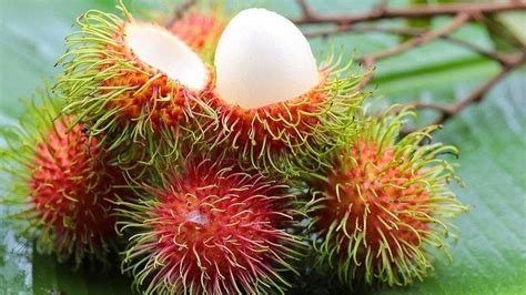 Lagi Musim Ini Segudang Manfaat Buah Rambutan Semua Bagian Punya