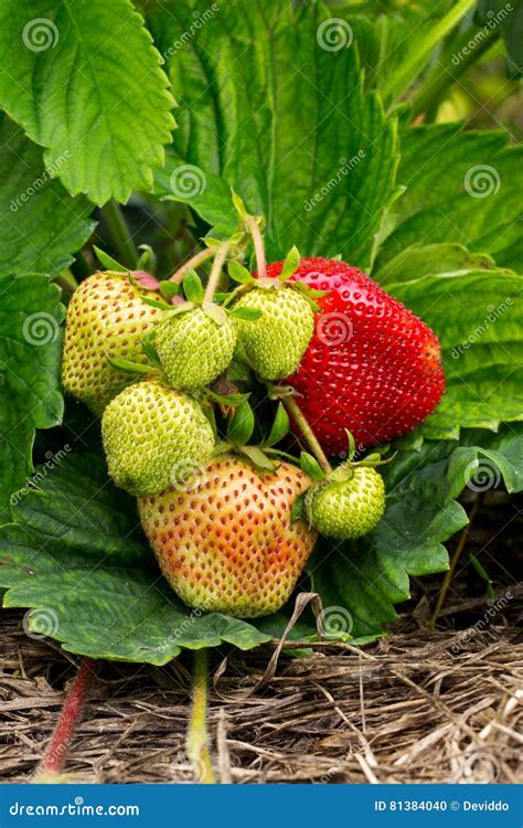 Fresas Que Crecen En La Tierra Foto De Archivo Imagen De Crecimiento