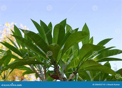 Beautiful Background of Champa Tree Leaves Stock Photo - Image of ...