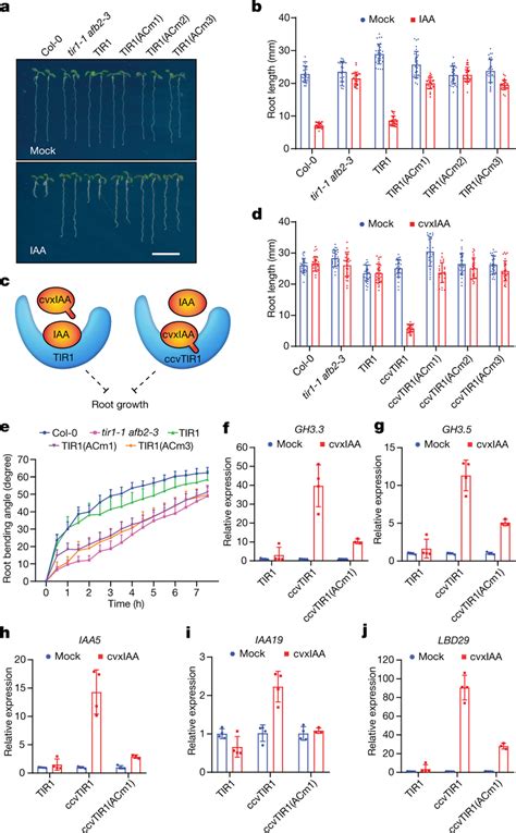 Tir Ac Activity Contributes To Auxin Induced Root Growth Inhibition