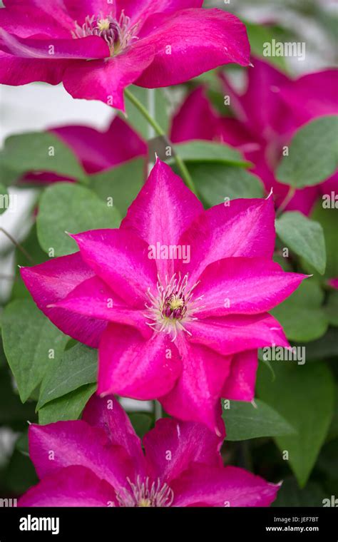 Clematis Tekla Hi Res Stock Photography And Images Alamy