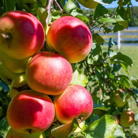 McIntosh Apple Tree for Sale | Enjoy Apples the First Year - PlantingTree