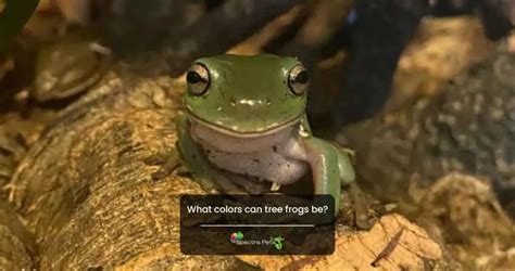 Do Tree Frogs Change Color? Myth Or Reality?