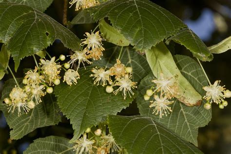 10 Species Of Linden Trees Tilia Genus