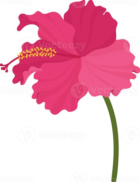 Pink Hibiscus Flower Hand Drawn Illustration 10173069 Png