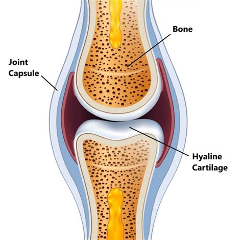 Cartilage - My Family Physio