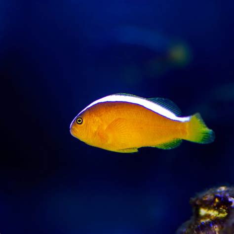 ORA Captive Bred Orange Skunk Clownfish Fish And Coral Store