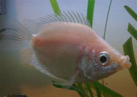 Nature Lover: Kissing Gourami