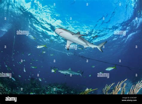 Caribbean Reef Sharks over coral reef Stock Photo - Alamy