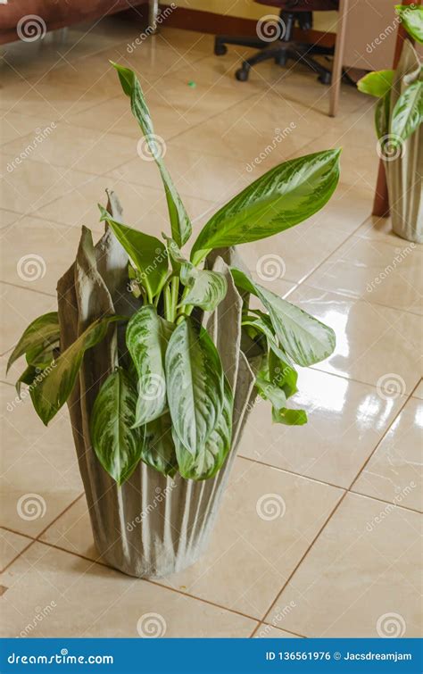 Planta Del Aglaonema En Maceta Elegante Foto De Archivo Imagen De