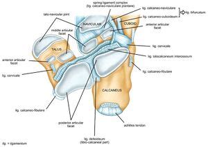 Subtalar Joint WikiSM Sports Medicine Wiki