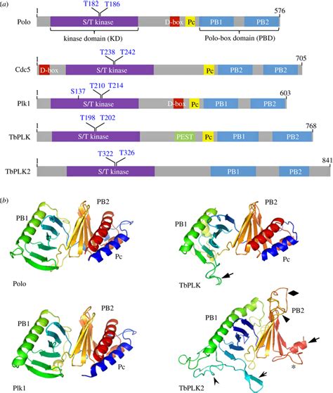 The Polo Kinase Orthologues In Diverse Organisms A Domain Structure