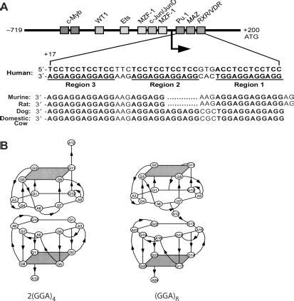 The C Myb Promoter And Key Transcription Factors That Regulate C Myb