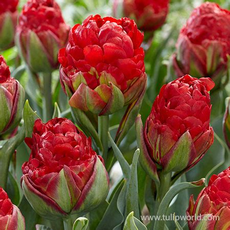 Strawberry Ice Cream Double Tulip Tulip World 38213