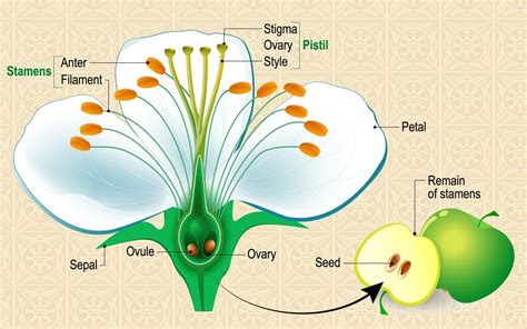 Anatomy Of Flowering Plants Part Ii Quiz Archives Biology Ease