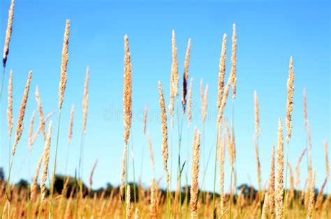 Field Grass Grain Seed Heads Against Blue Sky Stock Image Image Of Blue Summer 122358035