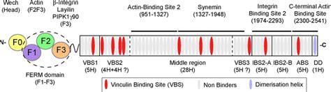 Domain Structure And Binding Partners Of Talin Schematic Diagram Of